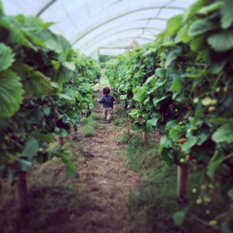 Summer Fun at Over Farm