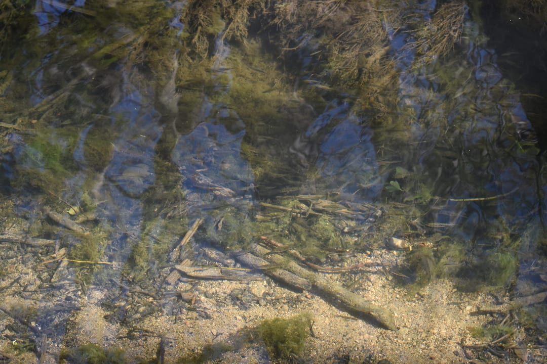 Saintbridge Balancing Ponds - image 2