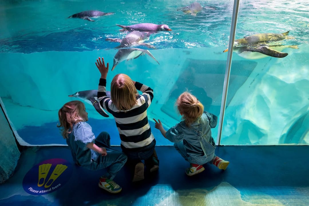 Turtle Rescue Team | Sea Life Birmingham - image 1