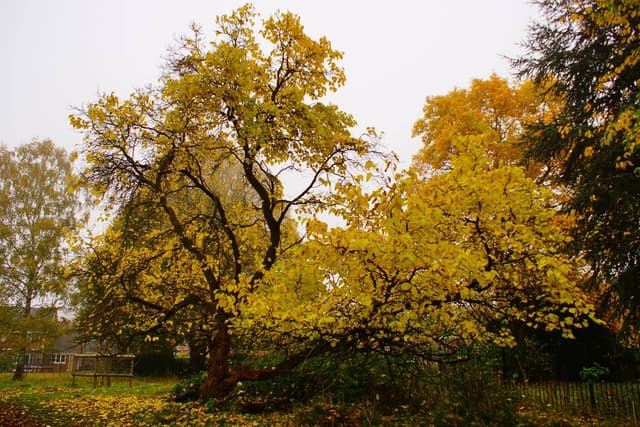 Barnwood Arboretum & Park