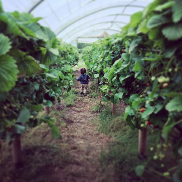 Summer Fun at Over Farm