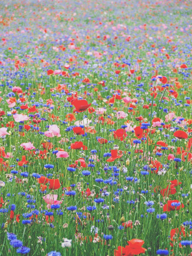 Flower Fields Around Gloucester
