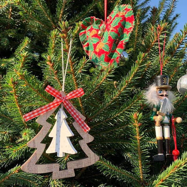 Christmas Trees at Primrose Vale